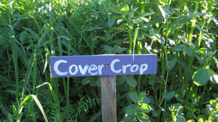 Cover Crop Field Day