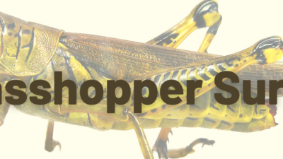SaskOrganics Grasshopper Survey-Report