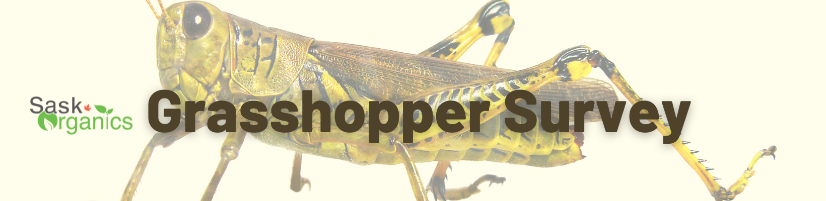 SaskOrganics Grasshopper Survey-Report